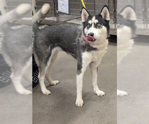 Siberian Husky Dogs for adoption in Forestville, MD, USA