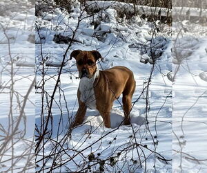 Medium Photo #1 Boxer-Unknown Mix Puppy For Sale in Minneapolis, MN, USA