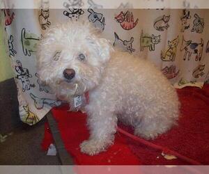 Poochon Dogs for adoption in Forestville, MD, USA
