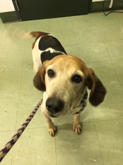 Treeing Walker Coonhound Dogs for adoption in Pensacola, FL, USA