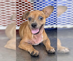 Chihuahua-Unknown Mix Dogs for adoption in Bakersfield, CA, USA