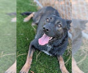 Mutt Dogs for adoption in Downey, CA, USA