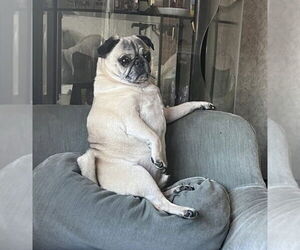 Pug Dogs for adoption in Chester, NJ, USA