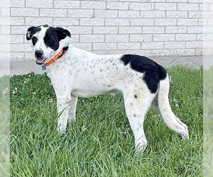 Spaniel-Unknown Mix Dogs for adoption in Genesee, WI, USA