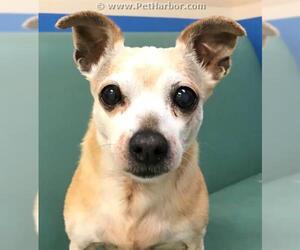 Chihuahua Dogs for adoption in Palmer, AK, USA