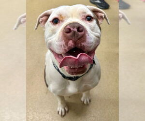 American Pit Bull Terrier Dogs for adoption in Derwood, MD, USA