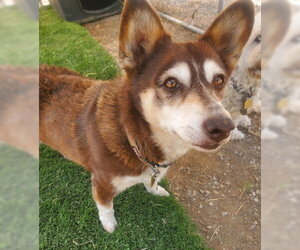 Siberian Husky-Unknown Mix Dogs for adoption in Ventura, CA, USA