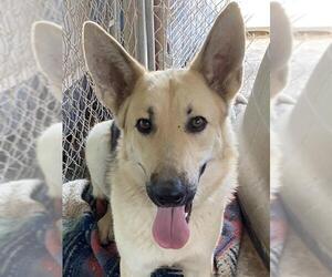 German Shepherd Dog Dogs for adoption in Tonopah, AZ, USA