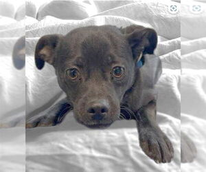 Chihuahua-Unknown Mix Dogs for adoption in Pasadena, CA, USA