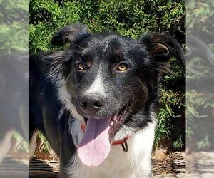 Border Collie Dogs for adoption in Albuquerque, NM, USA