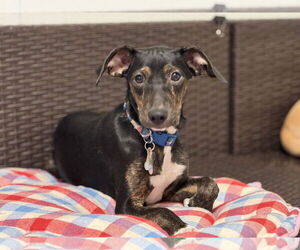 Labrador Retriever-Unknown Mix Dogs for adoption in Sanford, FL, USA