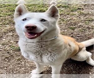 Siberian Husky Dogs for adoption in Riverside, CA, USA