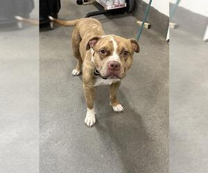 Mutt Dogs for adoption in Forestville, MD, USA