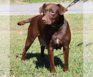 Labrador Retriever-Unknown Mix Dogs for adoption in Prattville, AL, USA