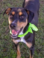 Mutt Dogs for adoption in Lowell, IN, USA