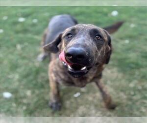 Plott Hound-Unknown Mix Dogs for adoption in Texas City, TX, USA
