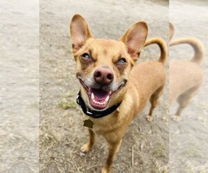 Mutt Dogs for adoption in Seal Beach, CA, USA