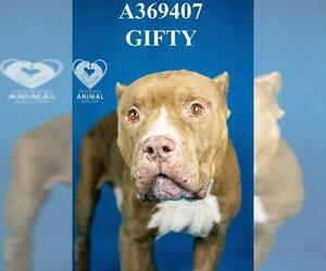 American Bulldog Dogs for adoption in Stockton, CA, USA