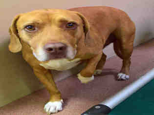 Beagle Dogs for adoption in Ogden, UT, USA