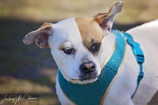 Mutt Dogs for adoption in Pryor, OK, USA