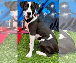 Bogle Dogs for adoption in Sanderson, FL, USA