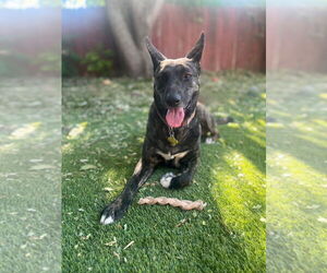 Holland Shepherd-Unknown Mix Dogs for adoption in Sandy, UT, USA