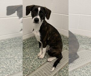 Beagle-Plott Hound Mix Dogs for adoption in Salisbury, NC, USA