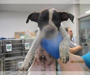 American Pit Bull Terrier-Unknown Mix Dogs for adoption in Oklahoma City, OK, USA