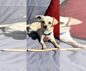 Chihuahua Dogs for adoption in Sandy, UT, USA
