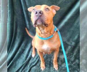 American Pit Bull Terrier Dogs for adoption in Long Beach, CA, USA