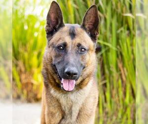 Mutt Dogs for adoption in Camarillo, CA, USA