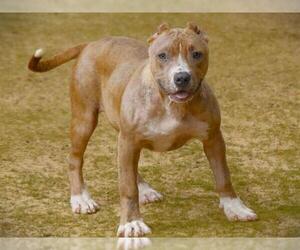 American Staffordshire Terrier-Unknown Mix Dogs for adoption in Tallahassee, FL, USA