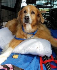 Golden Retriever Dogs for adoption in Boonton, NJ, USA