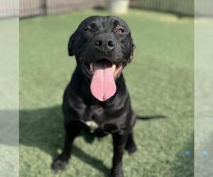 Labrador Retriever-Unknown Mix Dogs for adoption in Rockwall, TX, USA