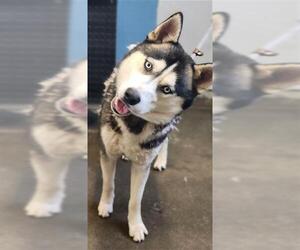 Siberian Husky Dogs for adoption in Camarillo, CA, USA