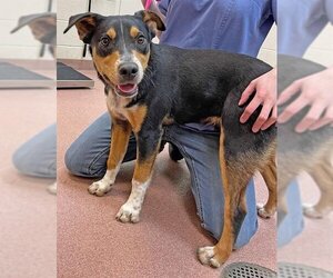 Australian Cattle Dog-Unknown Mix Dogs for adoption in Ogden, UT, USA