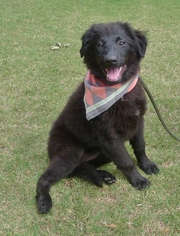 Mutt Dogs for adoption in Helena, AL, USA