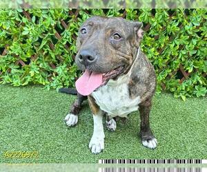American Pit Bull Terrier-Unknown Mix Dogs for adoption in West Palm Beach, FL, USA