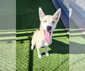 Carolina Dog-Siberian Husky Mix Dogs for adoption in Lathrop, CA, USA