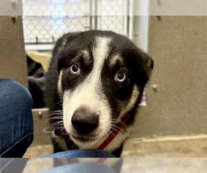 Siberian Husky-Unknown Mix Dogs for adoption in Santa Rosa, CA, USA