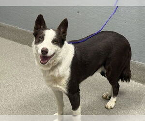 Mutt Dogs for adoption in Las Vegas, NV, USA