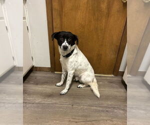 Mutt Dogs for adoption in Boston, MA, USA