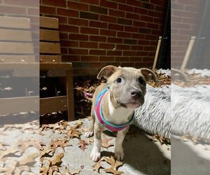 Bulloxer Dogs for adoption in Boston, MA, USA