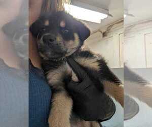 Labrador Retriever-Unknown Mix Dogs for adoption in Calgary, Alberta, Canada