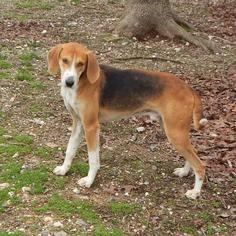Mutt Dogs for adoption in Lonsdale, AR, USA