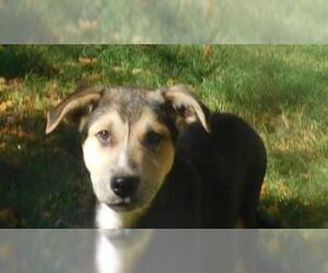 Feist Terrier-Labrador Retriever Mix Dogs for adoption in Benton, AR, USA