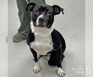 Boxador Dogs for adoption in Washington, DC, USA