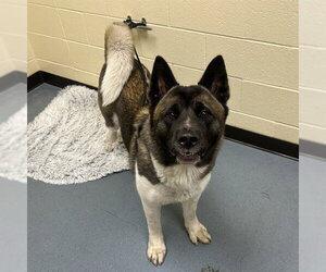 Akita Dogs for adoption in Denver, CO, USA