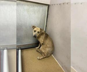 American Pit Bull Terrier-Unknown Mix Dogs for adoption in Martinez, CA, USA