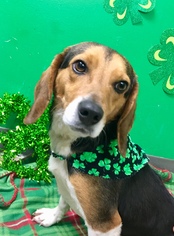 Beagle Dogs for adoption in Erwin , TN, USA